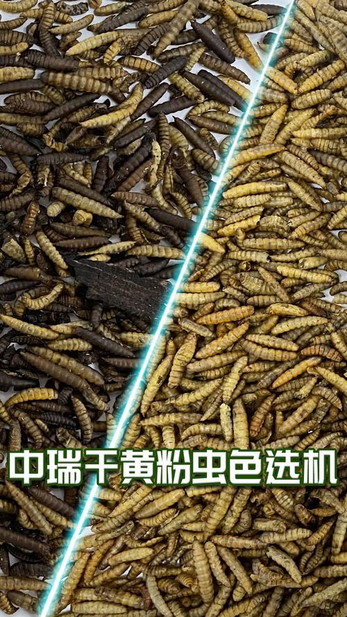 干黄粉虫色选快速分选智能记忆色选机昆虫色选机厂家